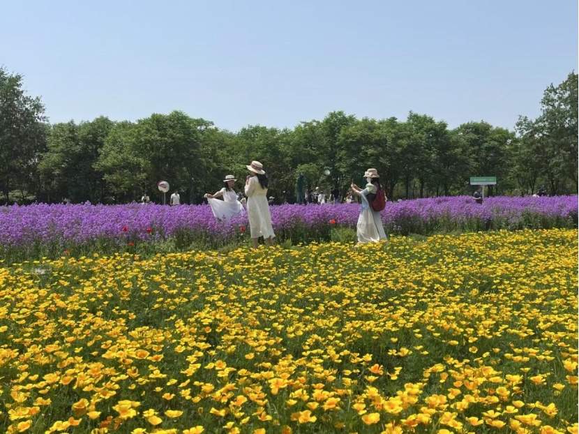 追逐一场花开:“赏花经济”激活五一消费新活力|“五一”消费热力图 第1张 追逐一场花开:“赏花经济”激活五一消费新活力|“五一”消费热力图 第1张